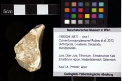 Foto (Objket + Etiketten) von Culmenformosa glaessneri (Robins et al., 2013) 